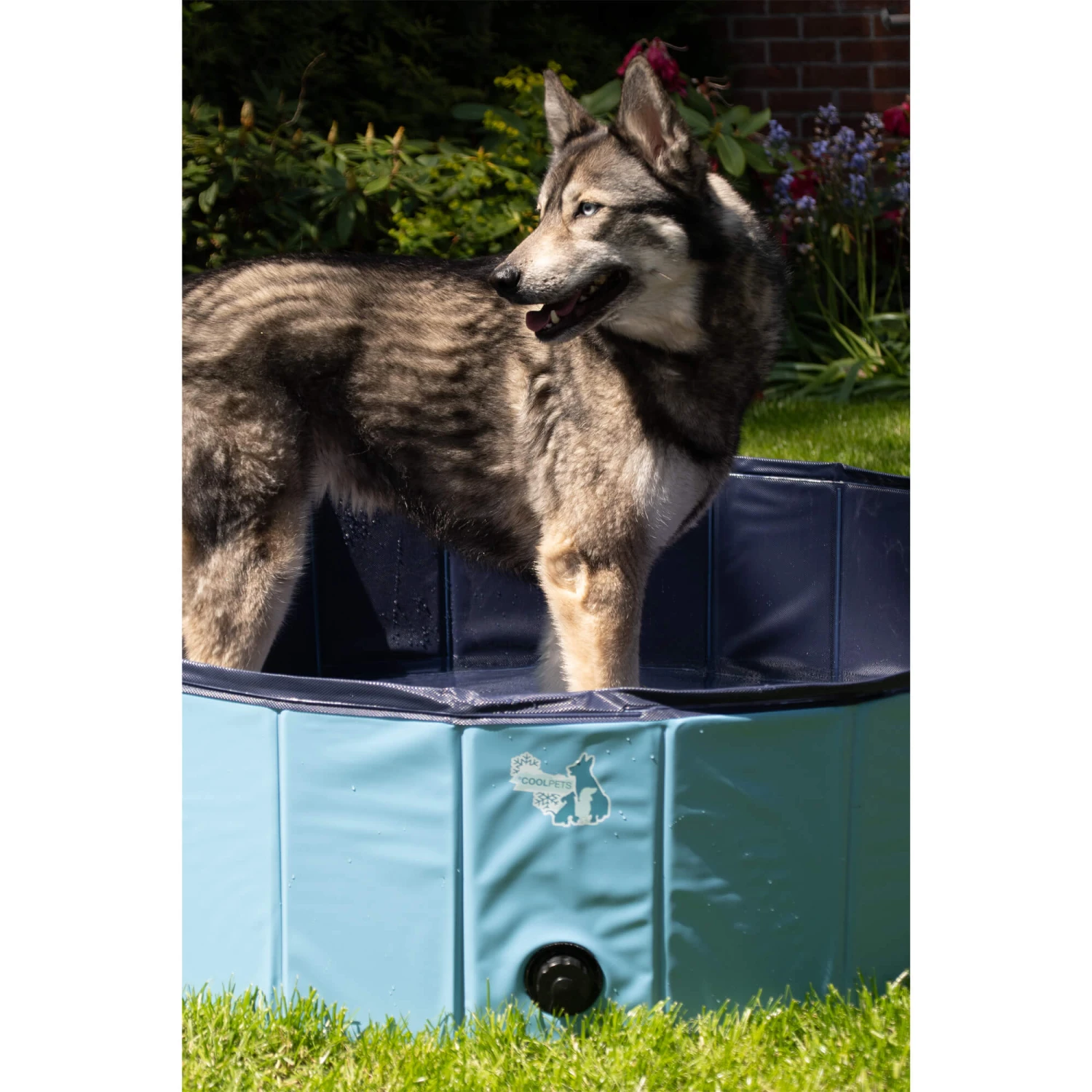 CoolPets Swimming Pool 4 CoolPets Swimming Pool - Image 4