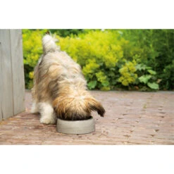 Designed By Lotte Riboco Dog Food Bowl