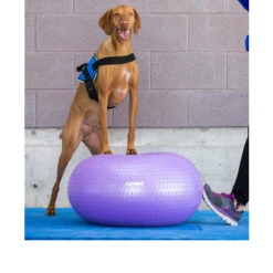 FitPAWS Trax Doughnut