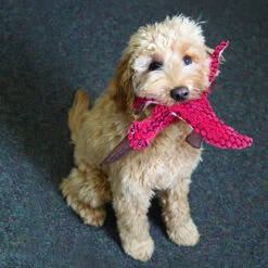 Nina Ottosson KONG Dynos -Beeztys Zone kong dynos 162940 1000 none