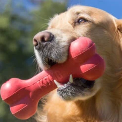 KONG Goodie Bone -Beeztys Zone kong goodie bone 194186 0500 none