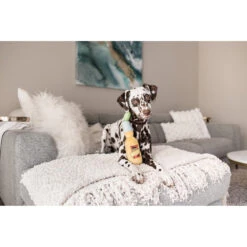 Beeztees P.L.A.Y. Tropical Paradise - Canine Cerveza -Beeztys Zone play tropical paradise canine cerveza 182545 1000 none