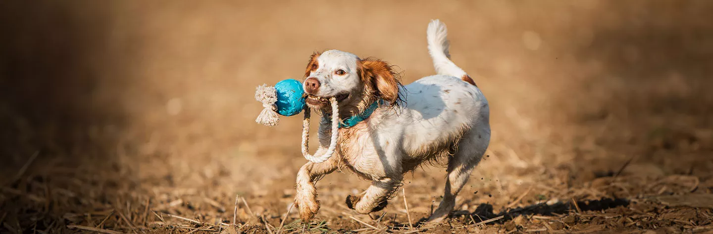 Beeztys Zone -Beeztys Zone 9e2e1eda133f39a4052c61549cc0764d2ba7a705